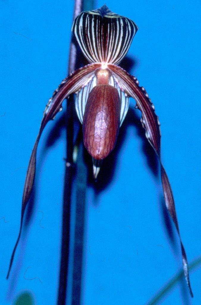 Paphiopedilum Susan Booth - HCC/AOC