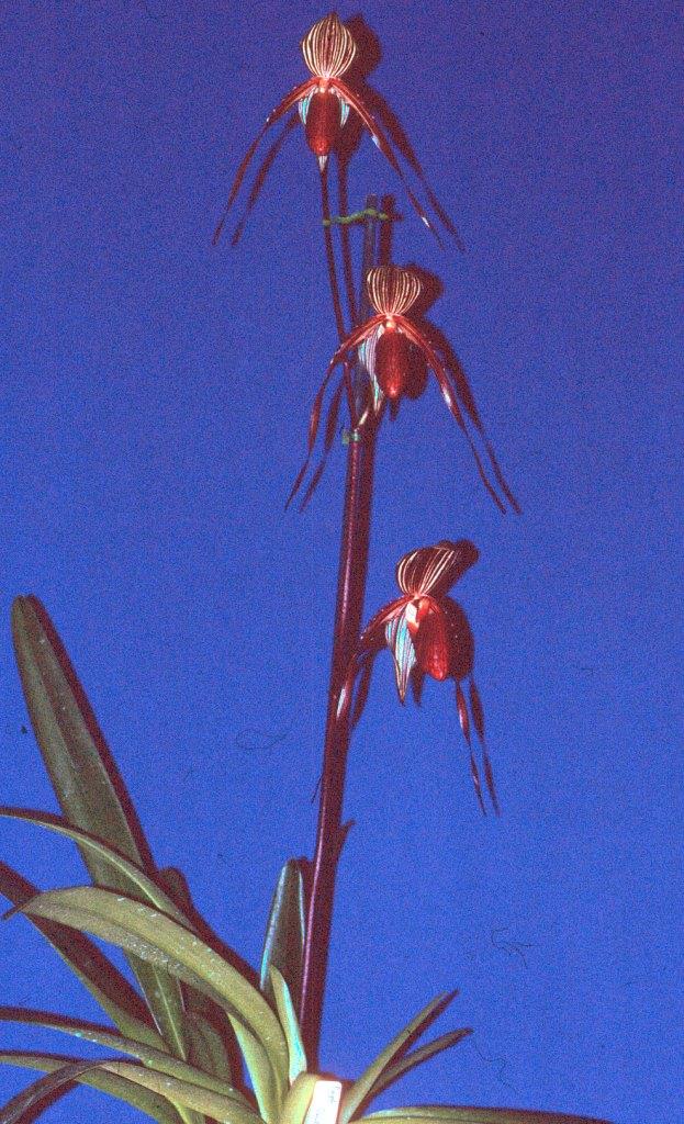 Paphiopedilum Susan Booth - photo 2