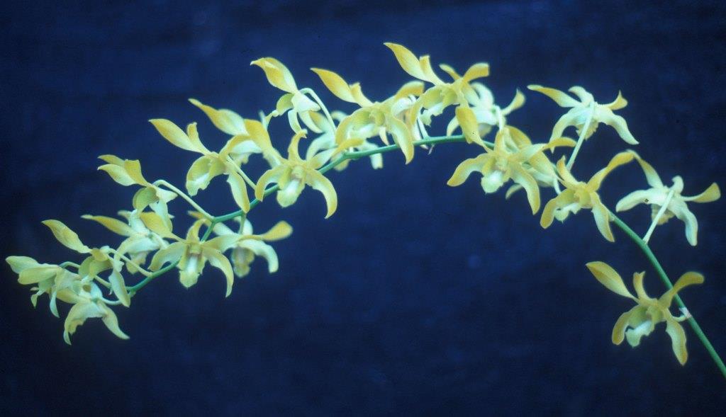 Dendrobium Kaneohe Gold - photo 2