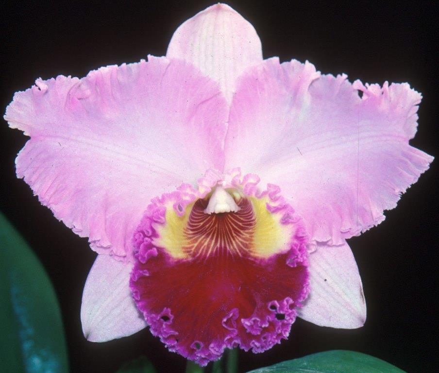 Rhyncholaeliocattleya Dream trader