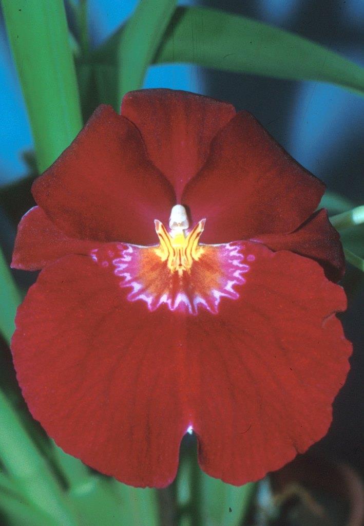 Miltoniopsis Bert Field