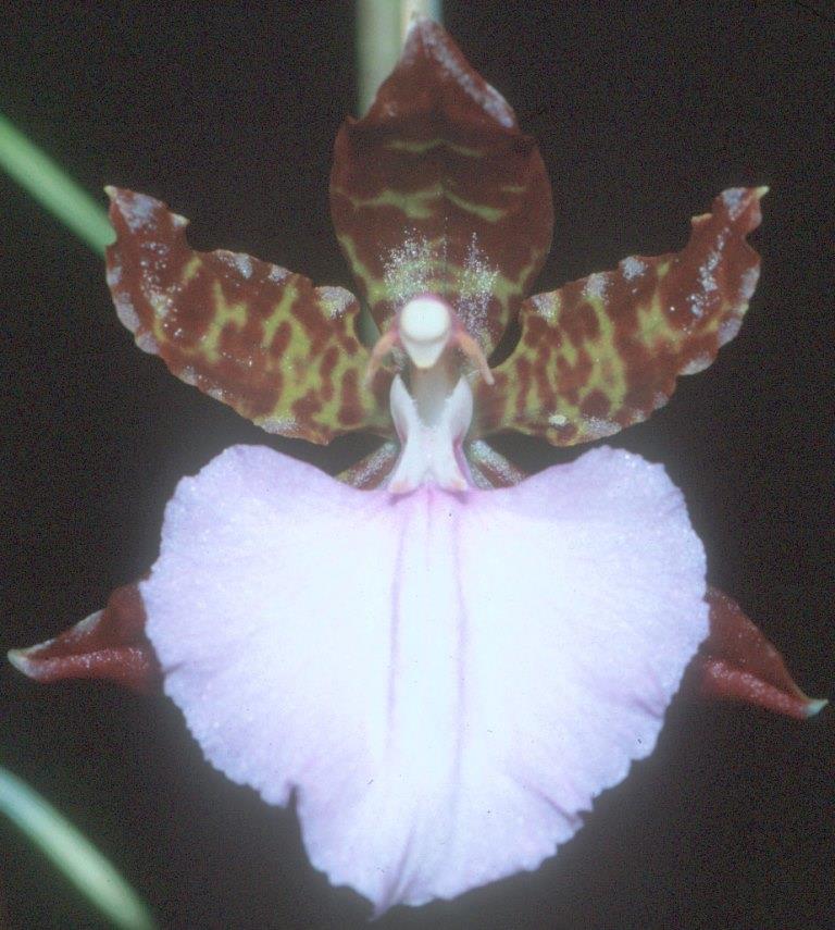 Rhynchostele Stamfordiense