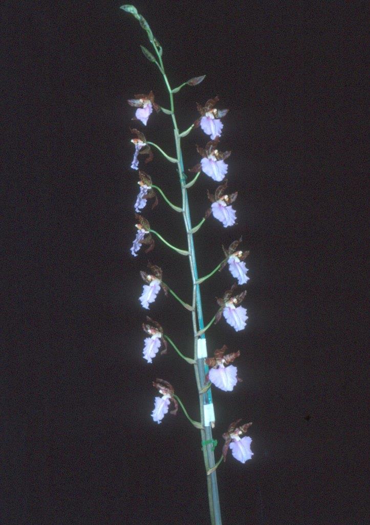 Rhynchostele Stamfordiense - photo 2
