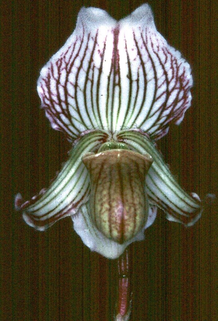 Paphiopedilum fairrieanum - HCC/AOC