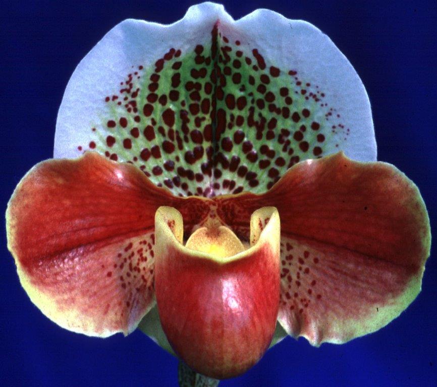Paphiopedilum Warrawong