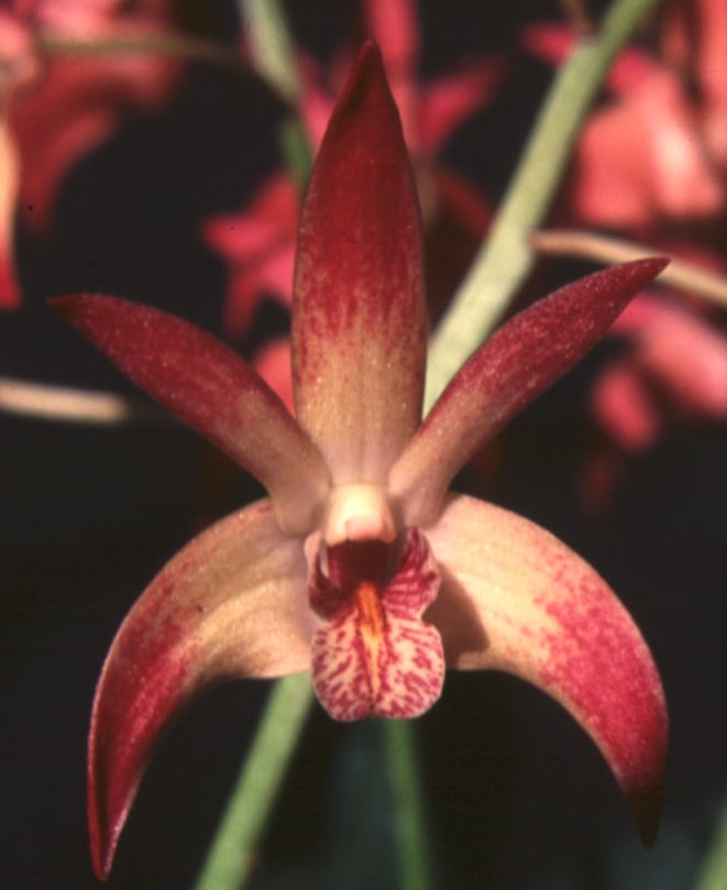 Dendrobium Class - HCC/AOC