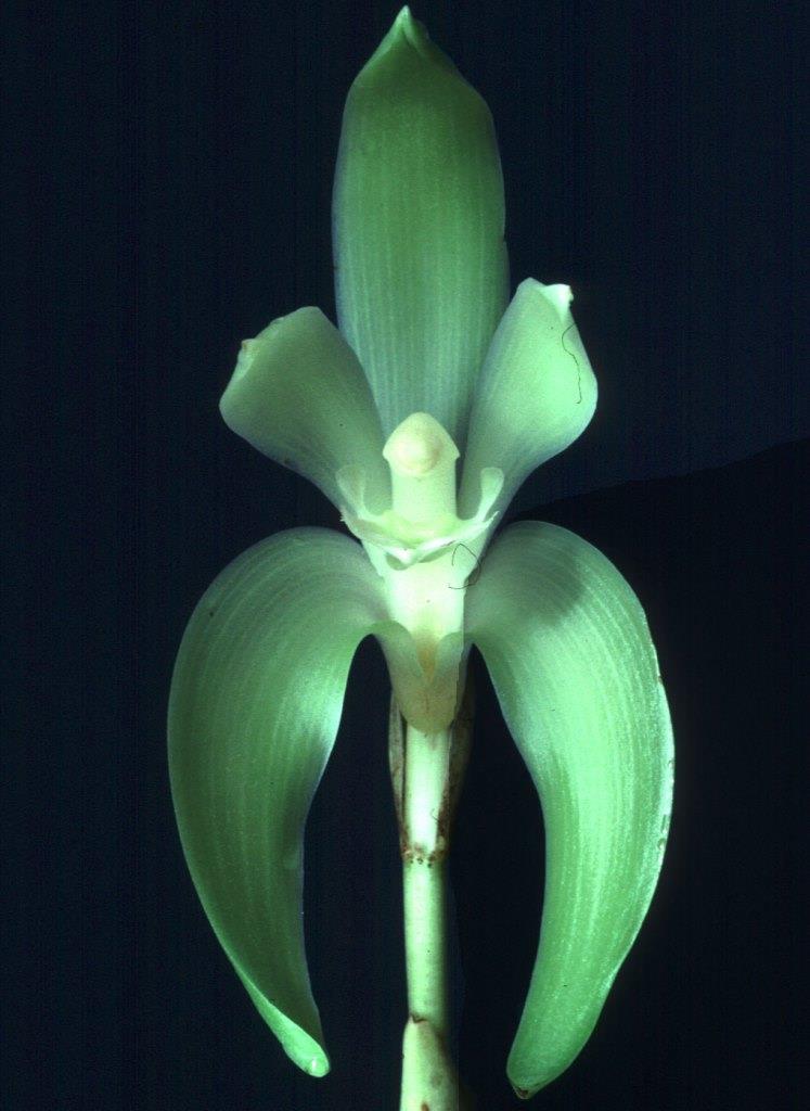 Lycaste fimbriata