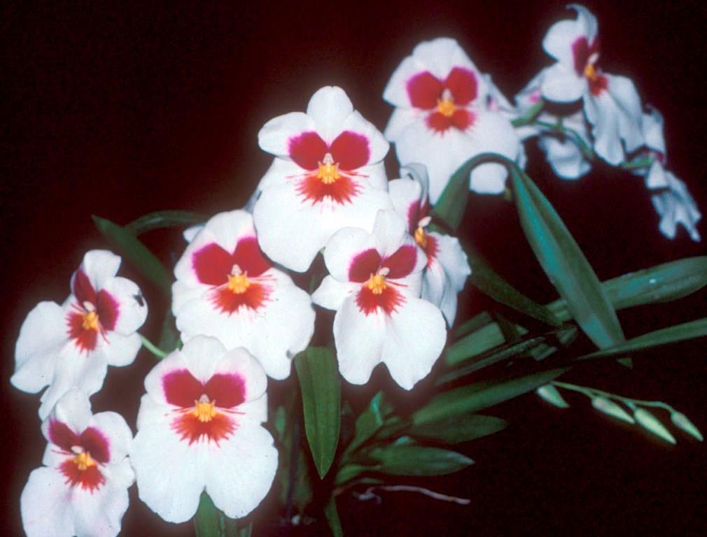 Miltoniopsis Dick Reichenbach - photo 2