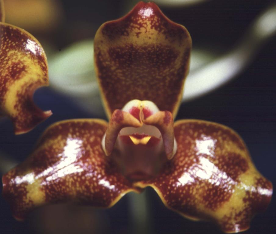 Grammangis ellisii - AM/AOC