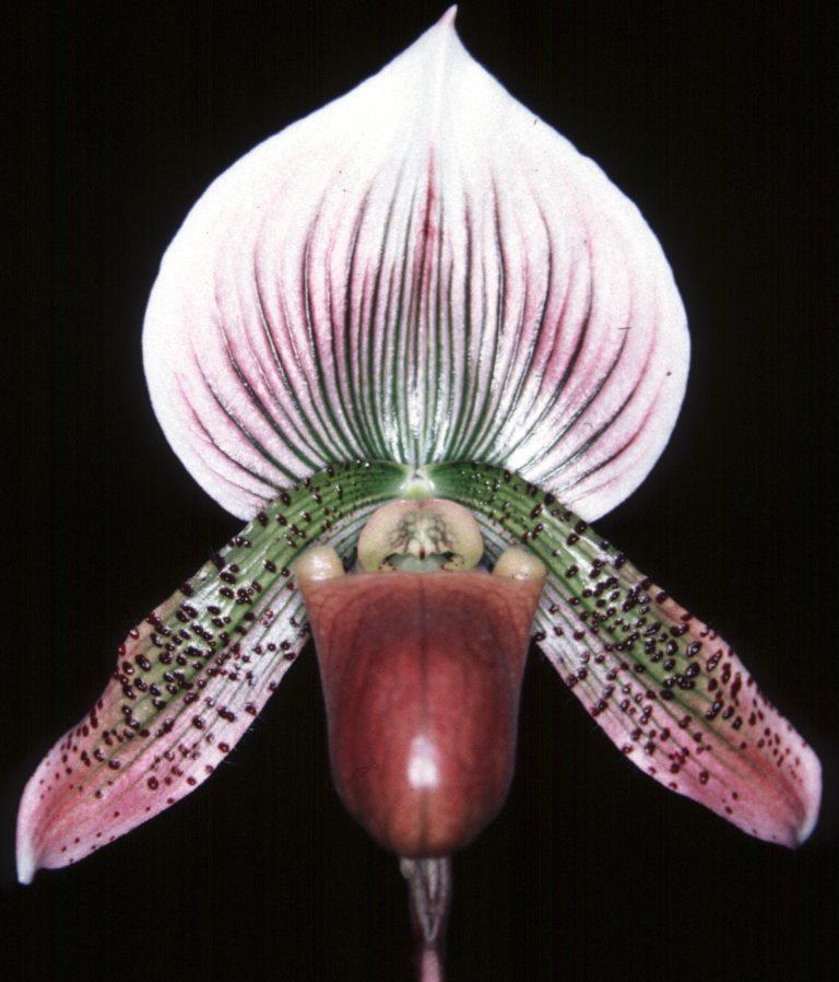 Paphiopedilum Pacific Magic