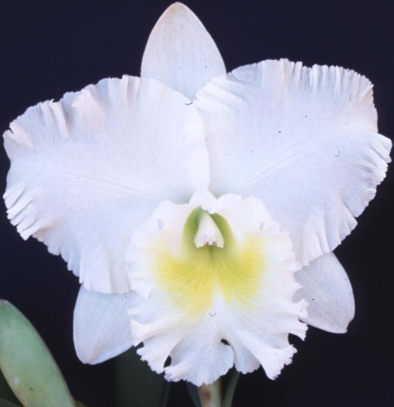 Rhyncholaeliocattleya Brunswick Blush - AM/AOC