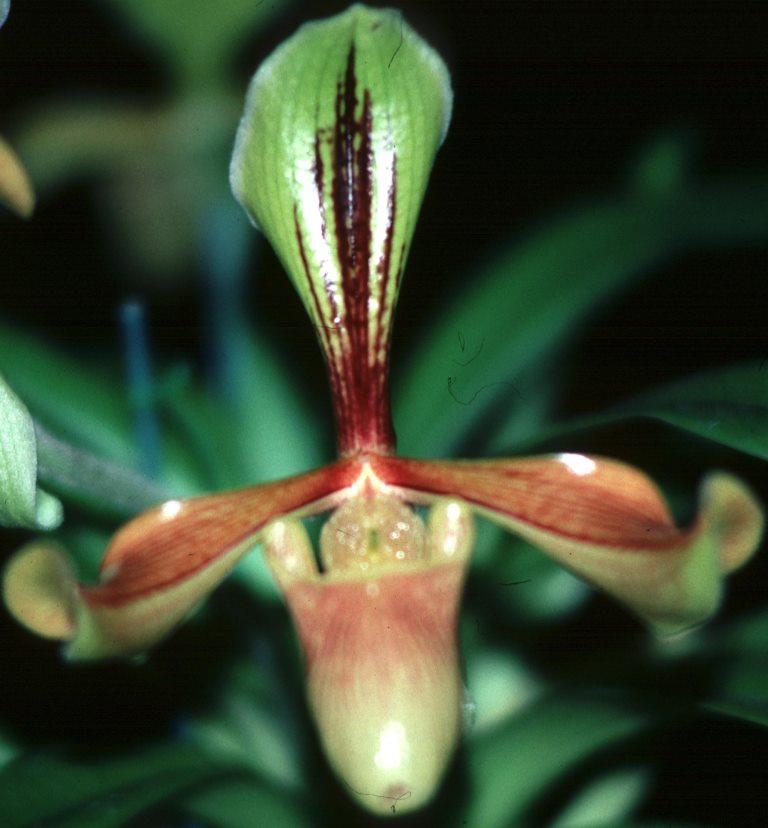 Paphiopedilum villosum var. villosum - HCC/AOC