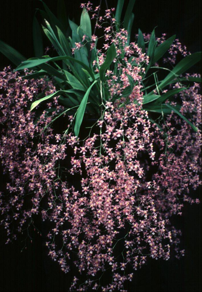 Oncidium sotoanum subsp. papalosmum - photo 2