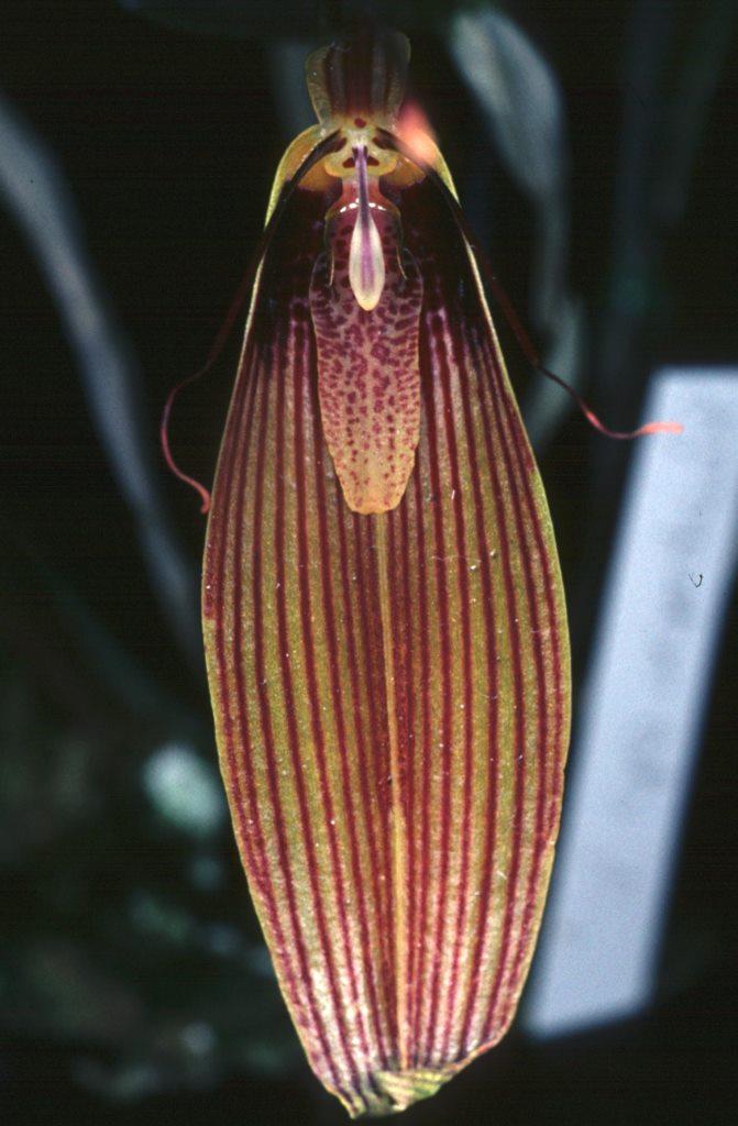 Restrepia antennifera - HCC/AOC