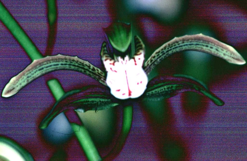 Cymbidium erythraeum - AM/AOC