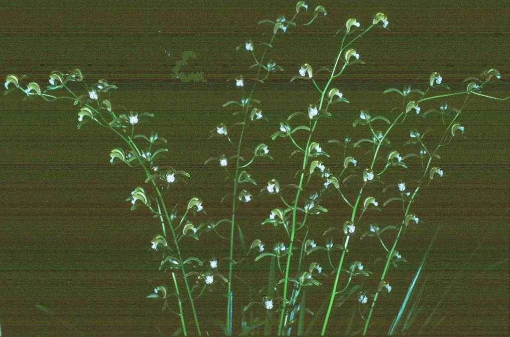 Cymbidium erythraeum - photo 2