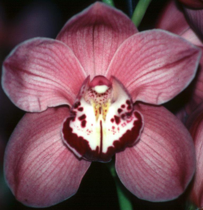 Cymbidium John Wooden