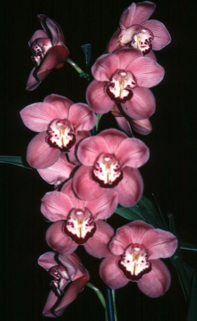 Cymbidium John Wooden - photo 2