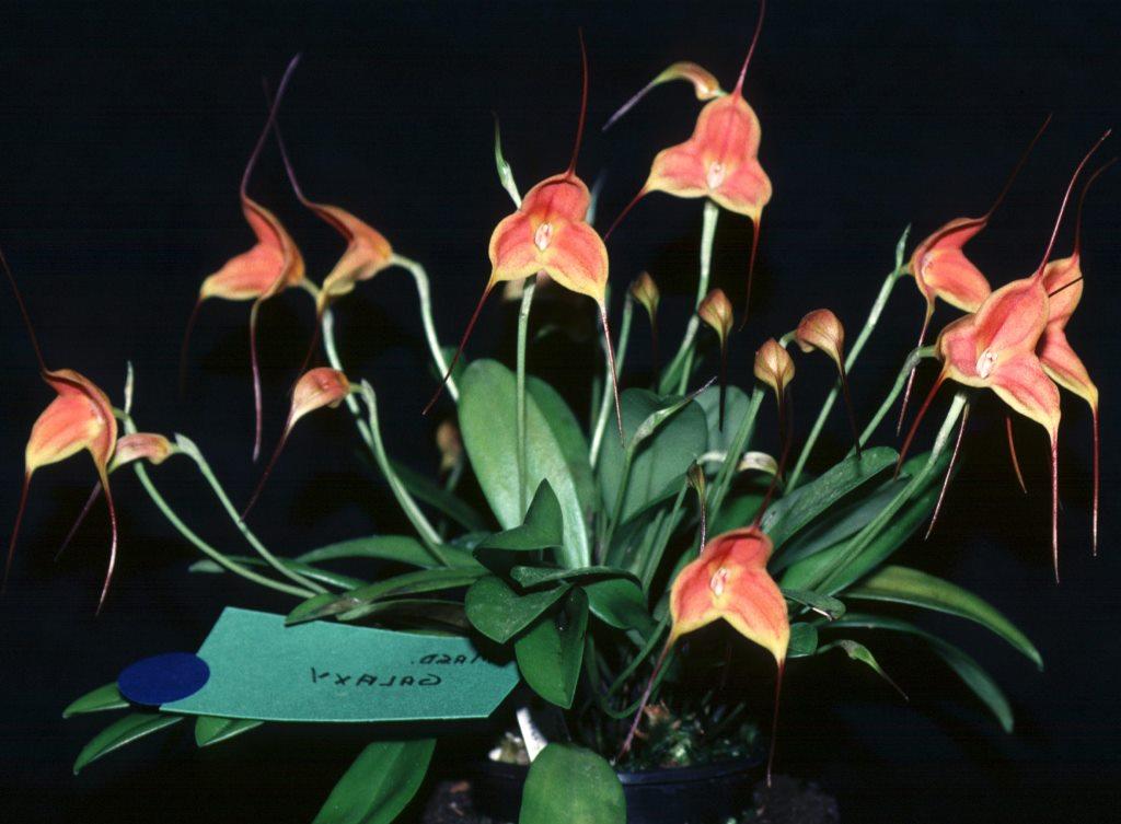 Masdevallia Galaxy - photo 2