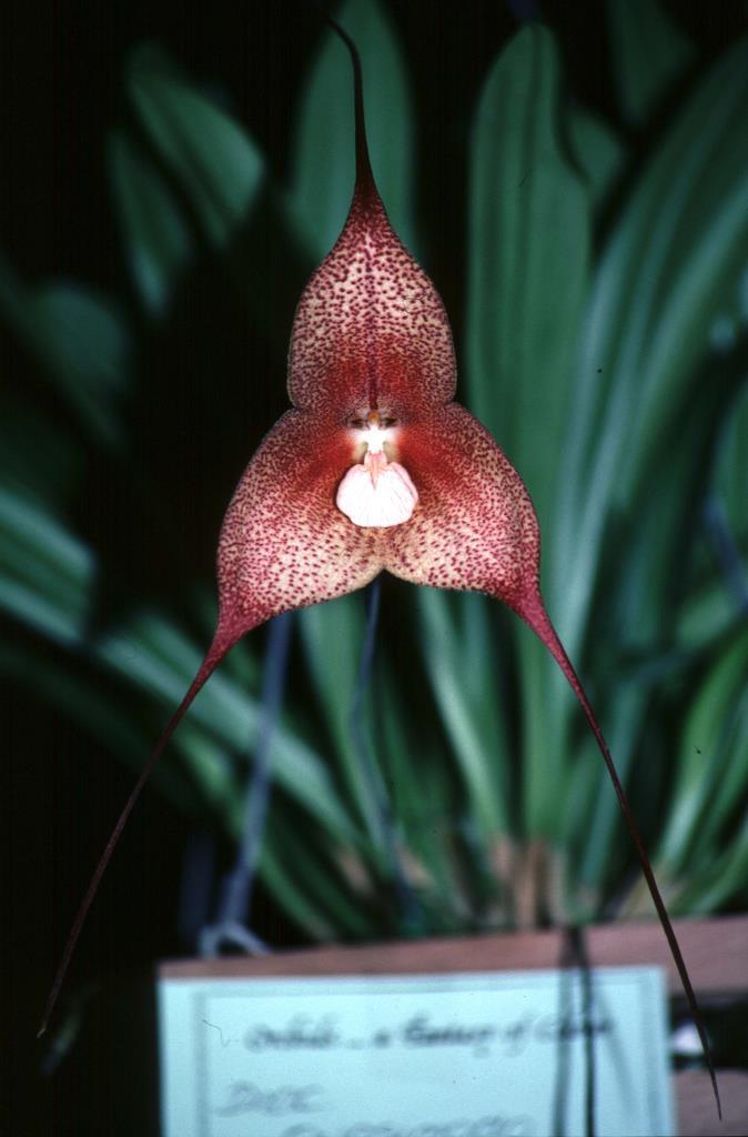 Dracula Quasimodo - AM/AOC