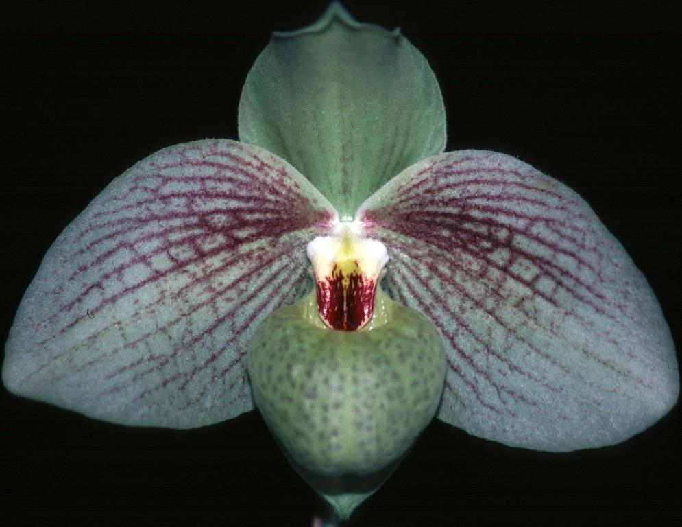 Paphiopedilum Memoria Larry Heuer - AM/AOC