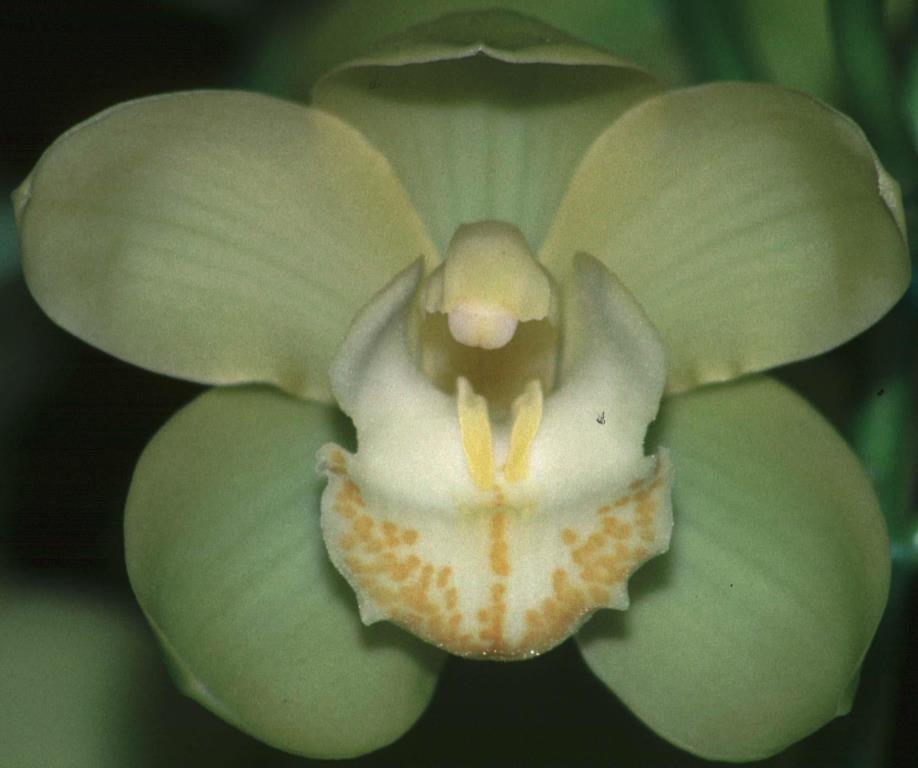 Cymbidium One Tree Hill 'John's Quest'