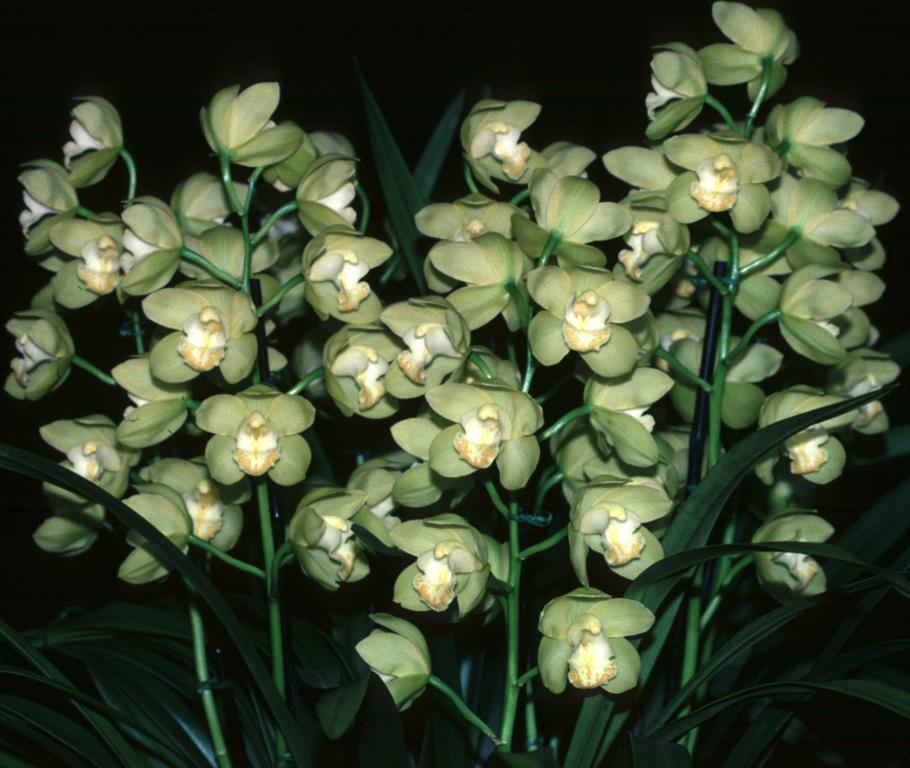 Cymbidium One Tree Hill 'John's Quest' - photo 2