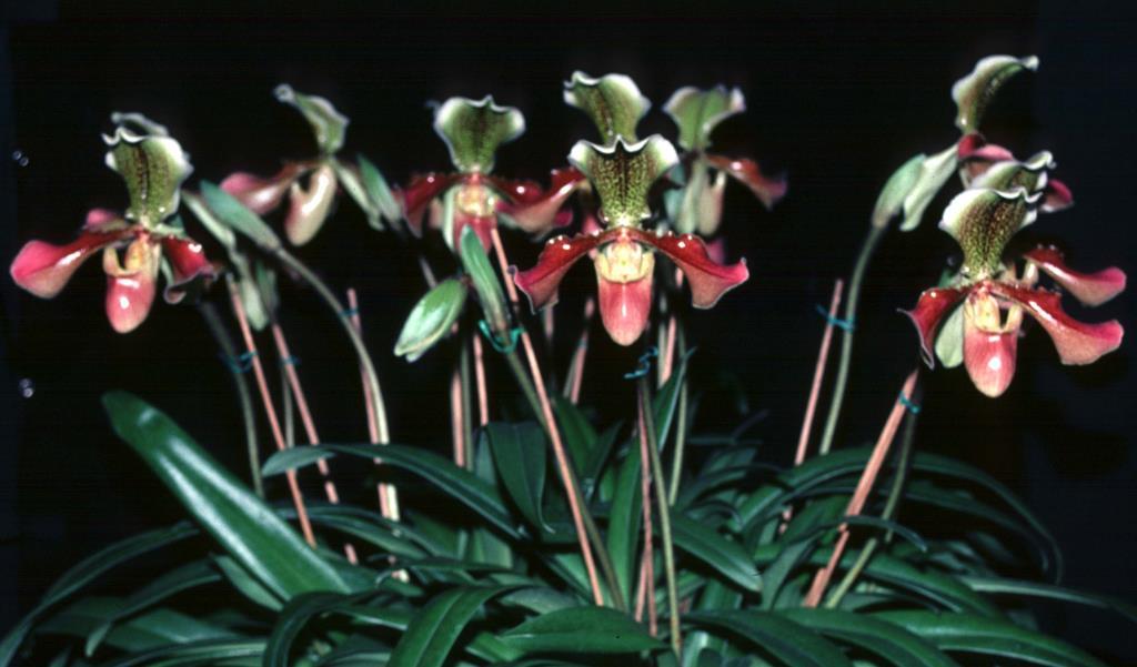 Paphiopedilum Invincible - photo 2