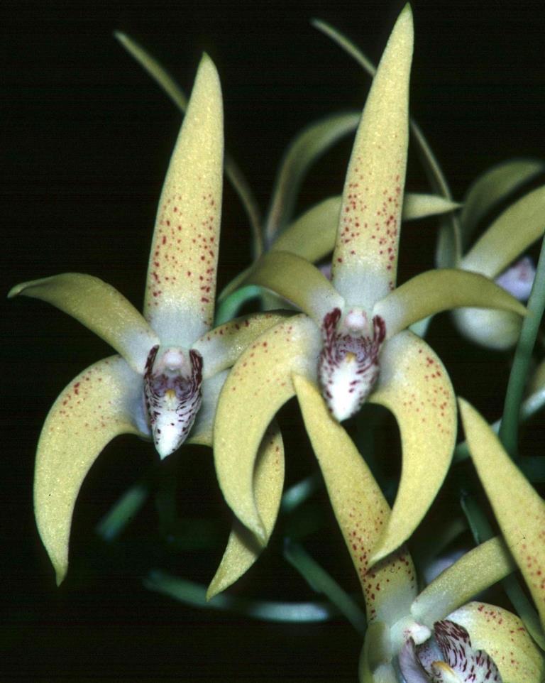 Dendrobium Avril's Gold - HCC/AOC