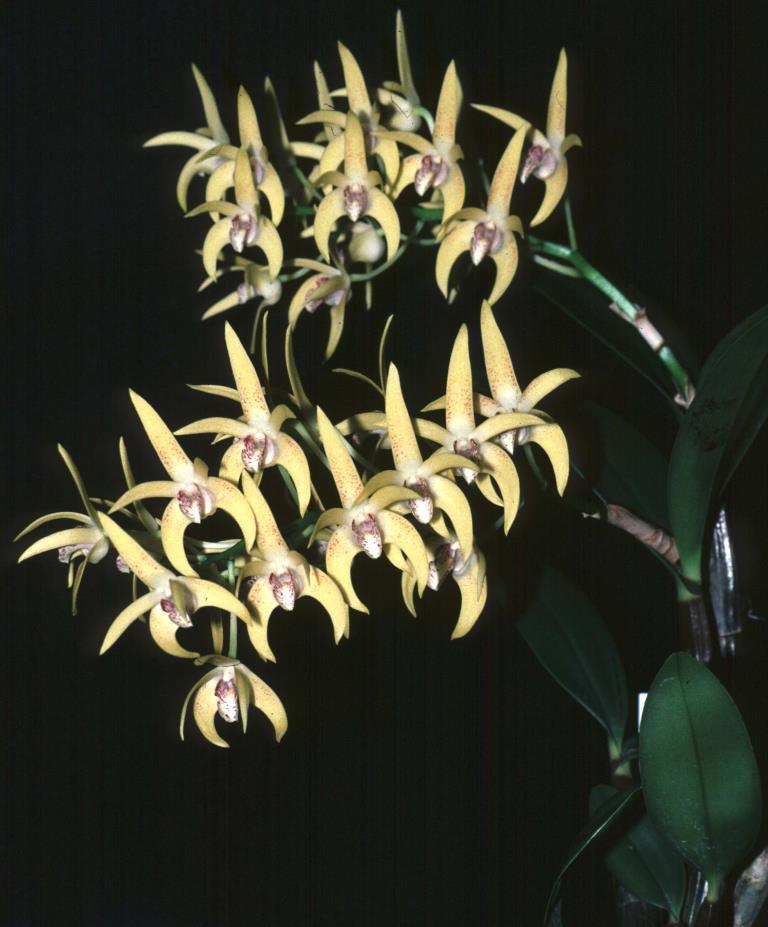 Dendrobium Avril's Gold - photo 2