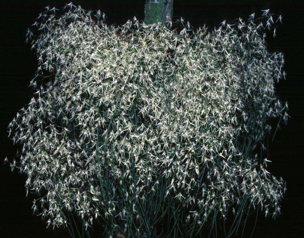 Dendrobium teretifolium var. fasciculatum - ACC/AOC