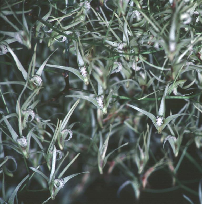 Dendrobium teretifolium var. fasciculatum - photo 2