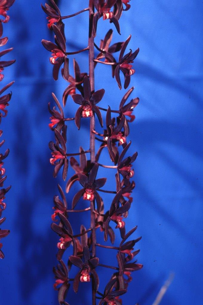 Cym Australian Midnight