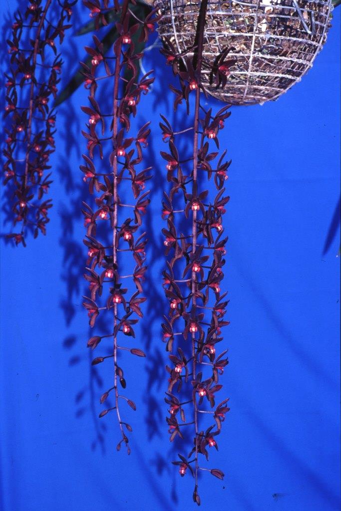 Cym Australian Midnight