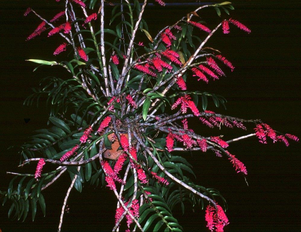 Dendrobium secundum