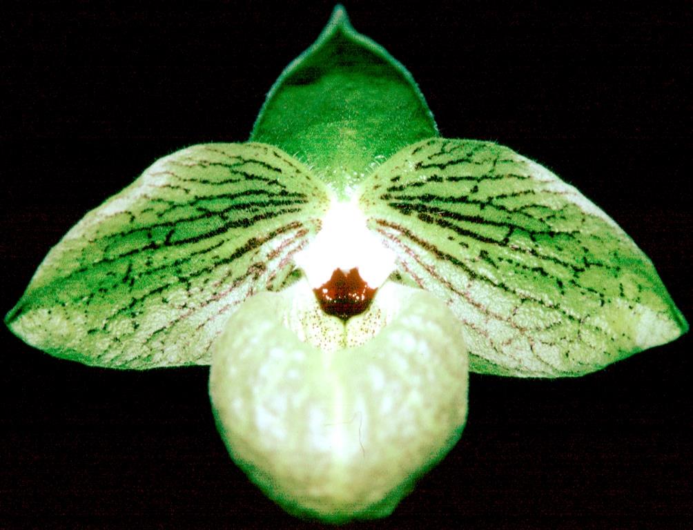 Paph Norito Hasegawa