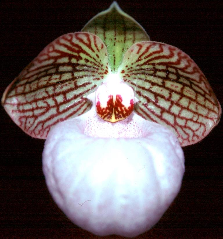Paph Fanaticum