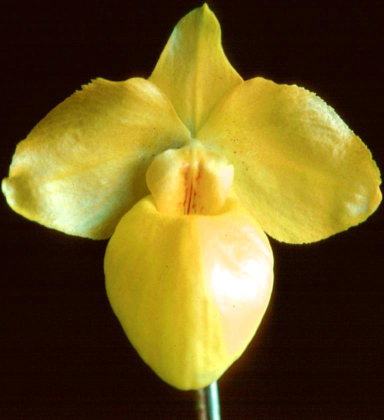 Paphiopedilum armeniacum