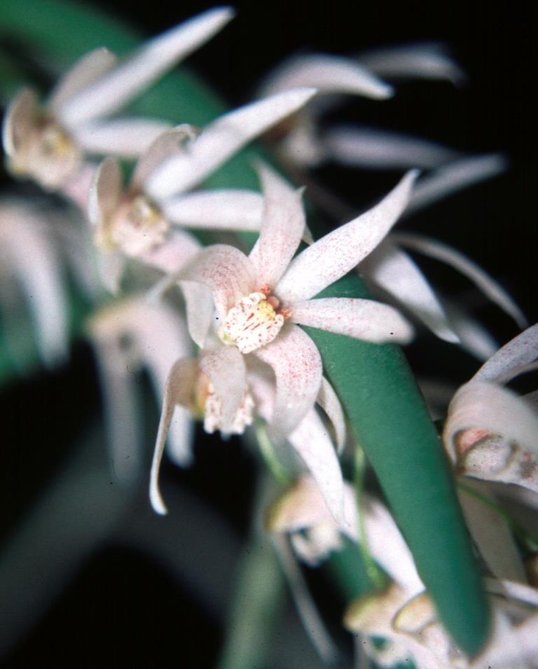 Dendrobium Virginia Jupp - photo 2