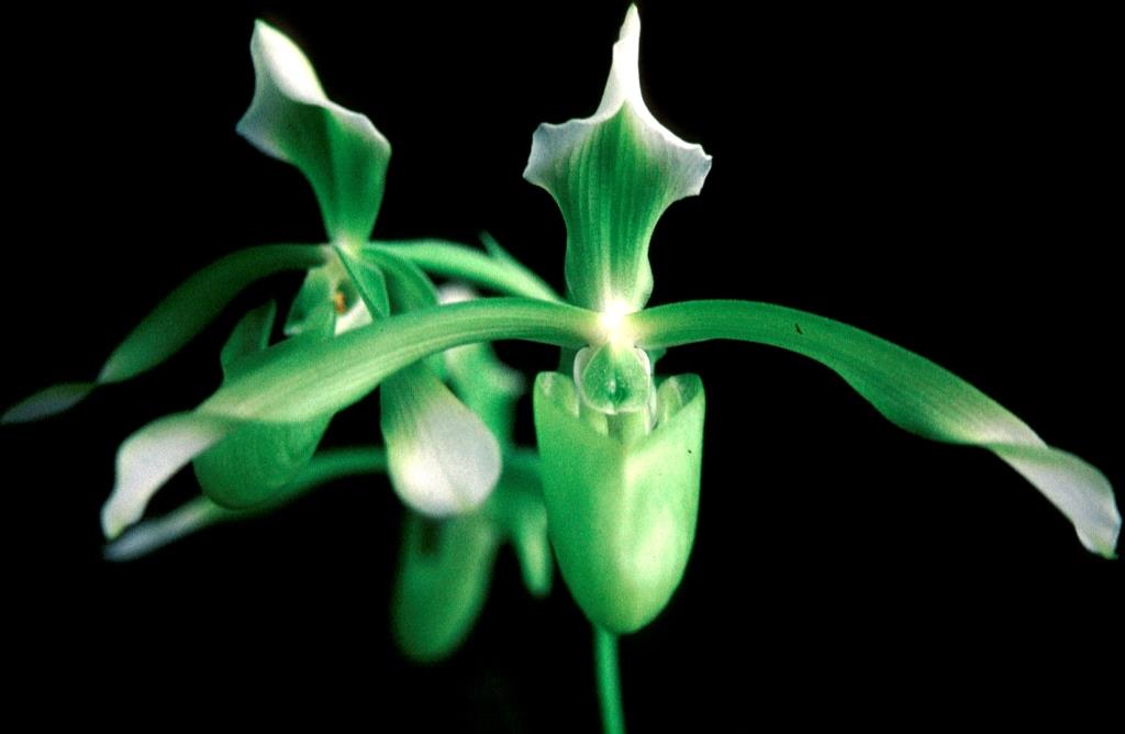 Paphiopedilum haynaldianum - HCC/AOC