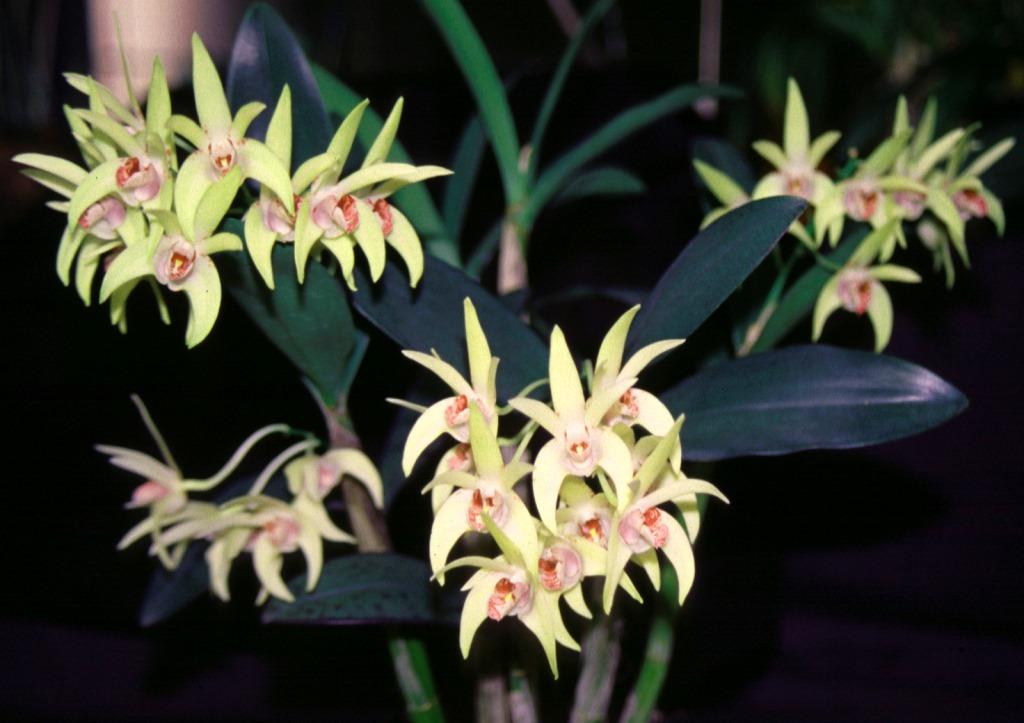 Dendrobium Warrior - photo 2