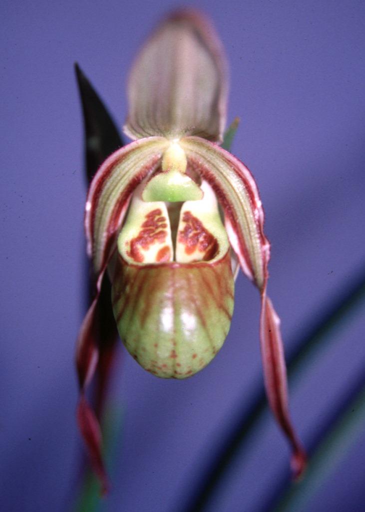 Phragmipedium × richteri - CBM/AOC