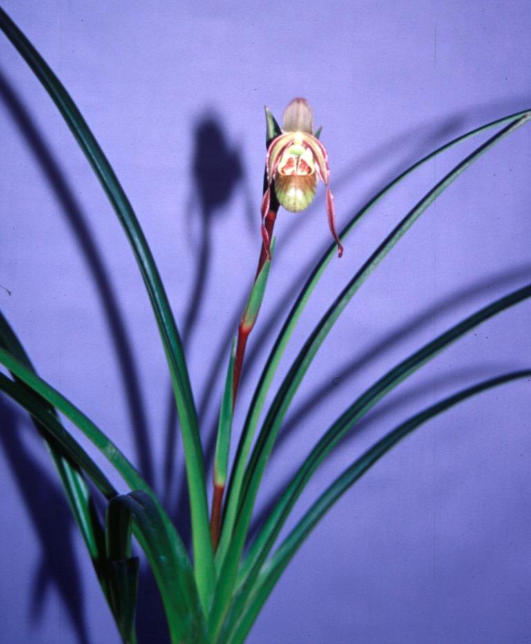 Phragmipedium × richteri - photo 2
