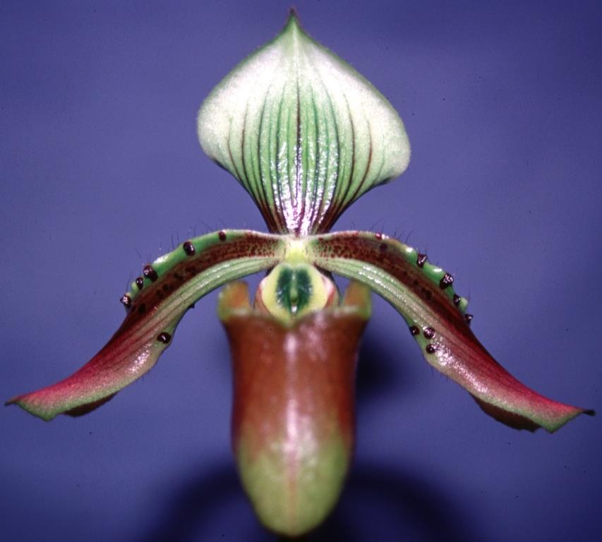 Paphiopedilum bullenianum - HCC/AOC