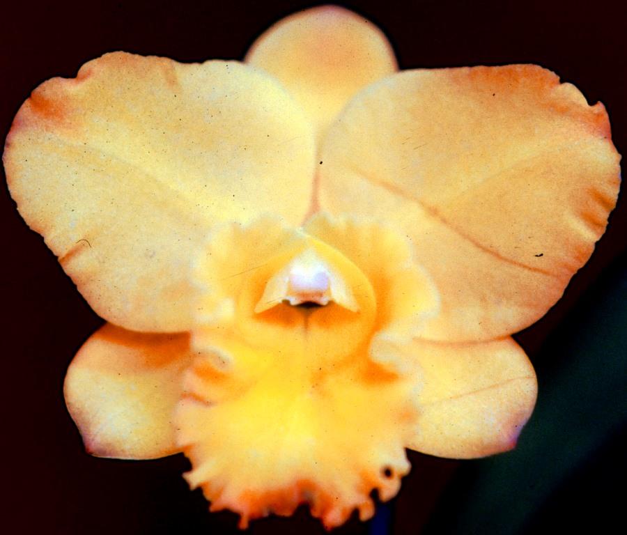 Rhyncholaeliocattleya Sanyo Butterfly 'Taylor's Smile'