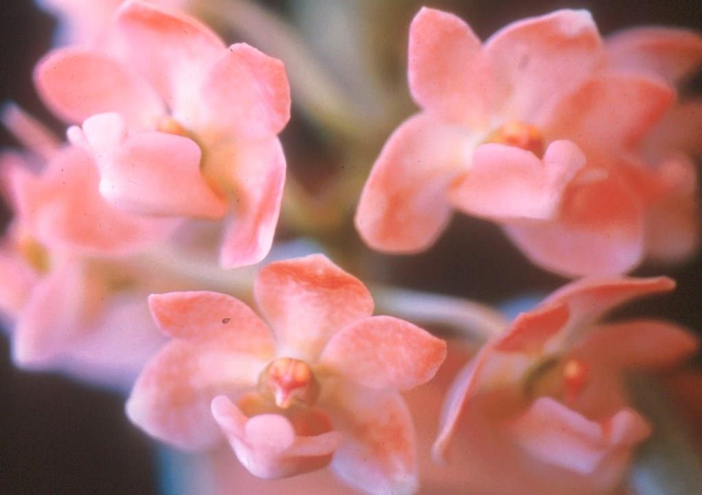 Rhynchostylis gigantea