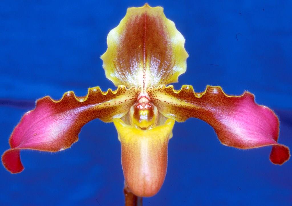 Paphiopedilum hirsutissimum - HCC/AOC