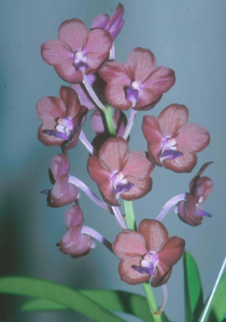 Phalandopsis Nicholas Keith - photo 2