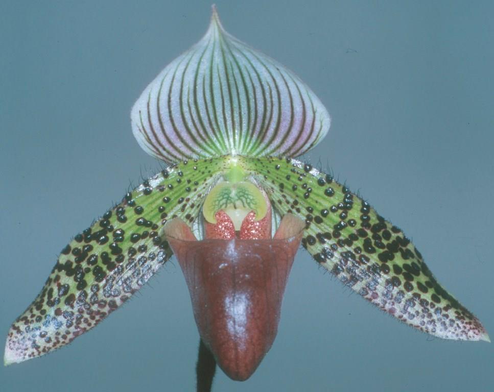 Paphiopedilum Macabre - HCC/AOC