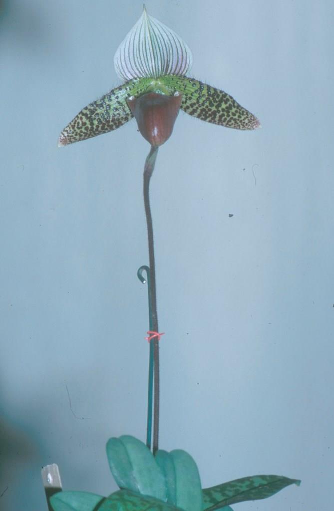 Paphiopedilum Macabre - photo 2